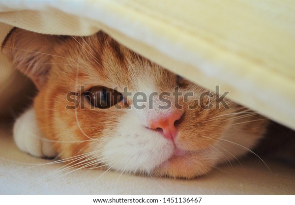 Yellow Orange Red British Shorthair Fat Stock Photo Edit Now