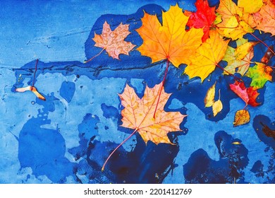 Yellow orange red brown autumn tree leaves on blue concrete road puddle. Fallen dry golden maple leaf on wet ground Bright day fall scene color change Top view close up flat lay. Water rain drop macro - Powered by Shutterstock