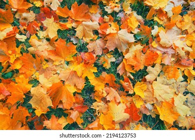 Yellow, orange red brown september autumn leaves on ground in beautiful fall park. Fallen golden autumn maple leaf on green dry garden grass. October day landscape background. Top view close up macro. - Shutterstock ID 2194123753