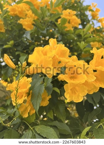 Yellow orange red flowers of the tropics Beautiful nature of Thailand