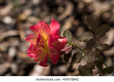 A Yellow Orange Red Rose, Winter Park, Orlando, Florida