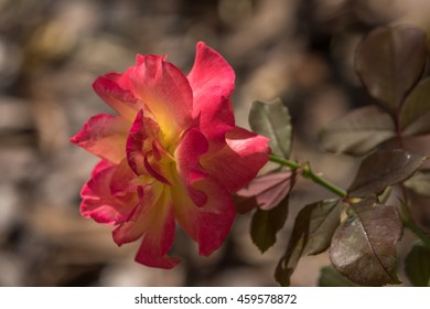 A Yellow Orange Red Rose, Winter Park, Orlando, Florida