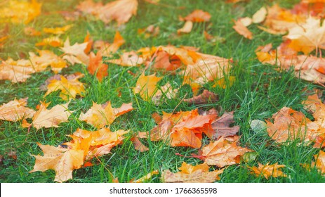 Yellow, orange and red september autumn leaves on ground in beautiful fall park. Fallen golden autumn leaves on green grass in sunny morning light yard, toned photo. October landscape background - Powered by Shutterstock