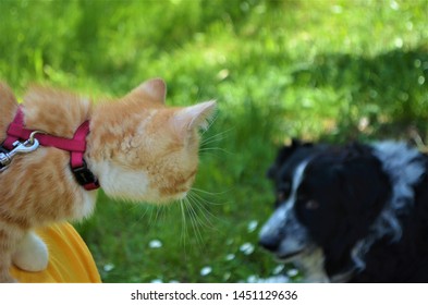 Border Collie Short Hair Images Stock Photos Vectors Shutterstock