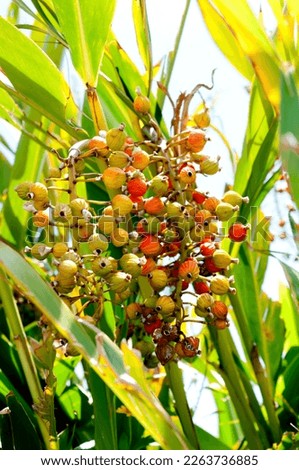 Yellow and Orange Ripe Seed Capsules of a Shell Ginger Alpinia zerumbet Plant Zdjęcia stock © 