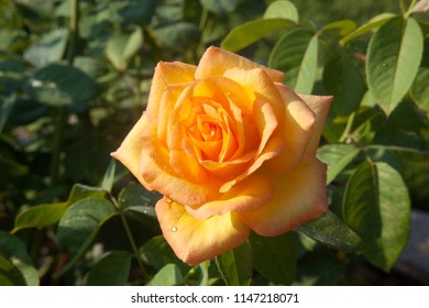 Yellow And Orange Rose