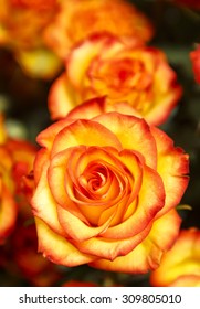 Yellow And Orange Rose