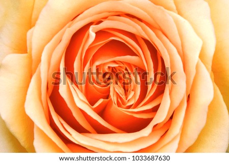 Similar – gelbe Rose blühende Rose