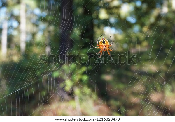 Yellow Orange Spider On Web Marbled Stock Photo Edit Now 1216328470