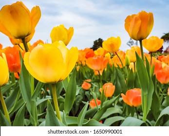 Yellow And Orange Tulip Flower With Green Leaves And Blue Sky Background In Tulip Field, At Taichung, Taiwan. Closeup, Overhead View For Postcard Beauty Decoration And Agriculture Concept Design.