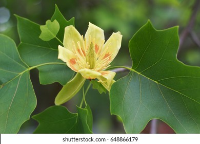 Yellow And Orange Tulip Poplar Flower