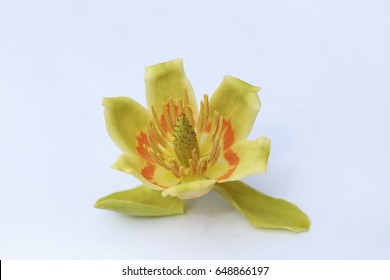 Yellow and Orange Tulip Poplar Flower on white background