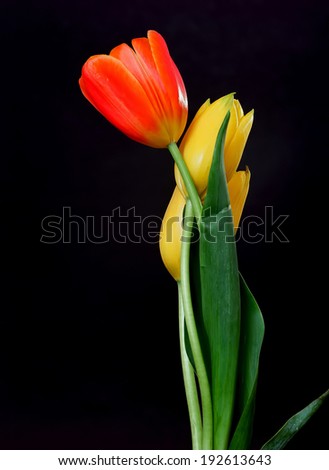 Similar – PaarTanz Tulpe Blüte Blume