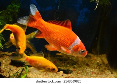 52,893 Cold water fish Images, Stock Photos & Vectors | Shutterstock