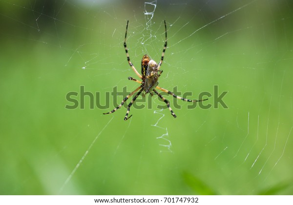 Yellow Orbweaver Spider Florida Stock Photo Edit Now 701747932