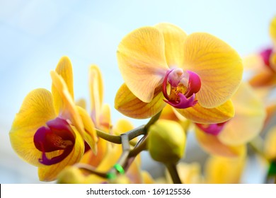 Yellow Orchid