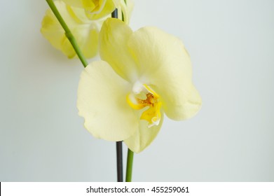  yellow orchid