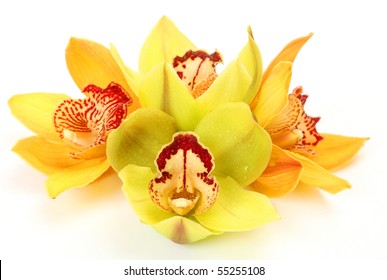 Yellow Orchid