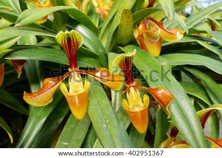 Yellow orchid, Beautiful Paphiopedilum, Paphiopedilum villosum of Thailand (Gratrixianum Guillaumin)
