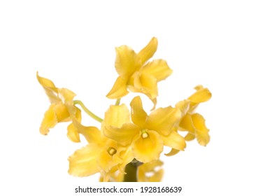 黄色い花 High Res Stock Images Shutterstock