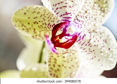  Yellow orchid , flower  in nature ,fresh ,nature ,amazing  , points, sun, violet ,green background ,home ,plants ,long ,vase ,apartment ,blue sky ,macro ,close-up