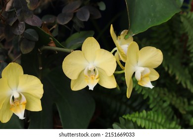 Yellow orchid flowers with a natural green background. (Phalaenopsis orchid)