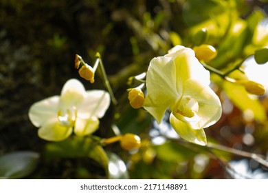 Yellow Orchid With New Buds Being Born.