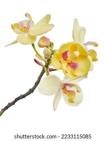 Yellow orchid, Philippine ground orchid, Tropical flowers isolated on white background, with clipping path                                  - Shutterstock ID 2233115085