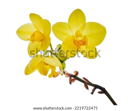 Yellow orchid, Philippine ground orchid, Tropical flowers isolated on white background, with clipping path                                