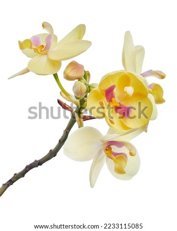 Similar – Image, Stock Photo Beach flowers, purple blossoms, fence post backlit, sunny scene on baltic sea