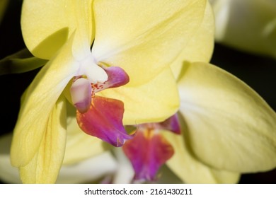 Yellow Orchid With Purple Labellum