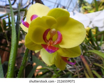 A Yellow Orchid At The Tennessee Aquarium