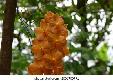 Yellow Orchidea In Prague Botanical Garden