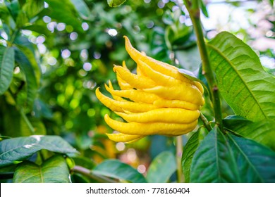 Yellow Organic Buddhas Hand Citrus Fruit with Fingers from Sicily