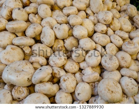 yellow organic potatoes