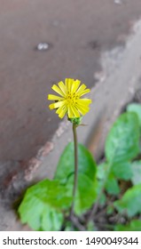 A Yellow Oriental False Hawksbeard (Youngia Japonica Or Crepis Japonica) Flower Head (inflorescence) With Yellow Ray And Disc Flowers Growing On A Sidewalk Crack.