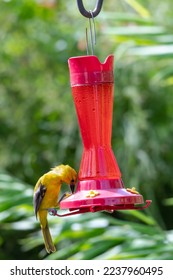 Yellow Oriole, Icterus nigrogularis, bird drinking nectar from a hummingbird feeder in a garden. - Shutterstock ID 2237960495