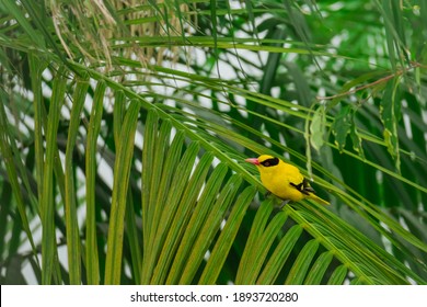 Yellow Oriole Sitting On A Branch