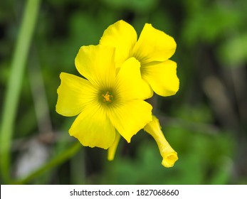 Sourgrass Images Stock Photos Vectors Shutterstock Sourgrass Images Stock Photos Vectors Shutterstock