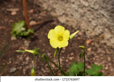 Yellow Oxalis Pes-caprae. Buttercup Oxalis Is Tristylous Flowering Plant In The Wood Sorrel Family Oxalidaceae.