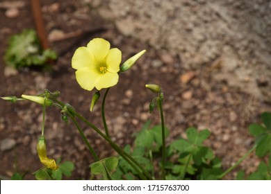 Yellow Oxalis Pes-caprae. Buttercup Oxalis Is Tristylous Flowering Plant In The Wood Sorrel Family Oxalidaceae.