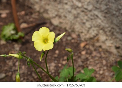 Yellow Oxalis Pes-caprae. Buttercup Oxalis Is Tristylous Flowering Plant In The Wood Sorrel Family Oxalidaceae.