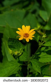 Oxeye Sunflower Hd Stock Images Shutterstock