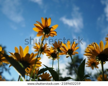 Yellow oxeye flowers (Heliopsis helianthoides) silhouetted against a blue sky in a park in Ottawa, Ontario, Canada.