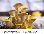 Yellow oyster mushroom. The cultivation of golden oyster mushroom in farm