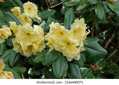 Yellow Pacific Rhododendron In Flower. 