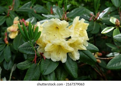 Yellow Pacific Rhododendron In Flower. 