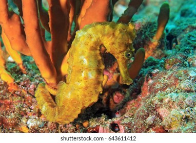 Yellow Pacific Seahorse (Hippocampus Ingens). Coiba, Panama