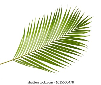 Yellow palm leaves (Dypsis lutescens) or Golden cane palm, Areca palm leaves, Tropical foliage isolated on white background with clipping path