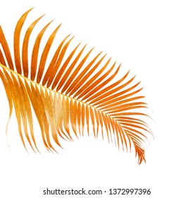 Yellow palm leaves (Dypsis lutescens) or Golden cane palm, Areca palm leaves, Tropical foliage isolated on white background with clipping path 